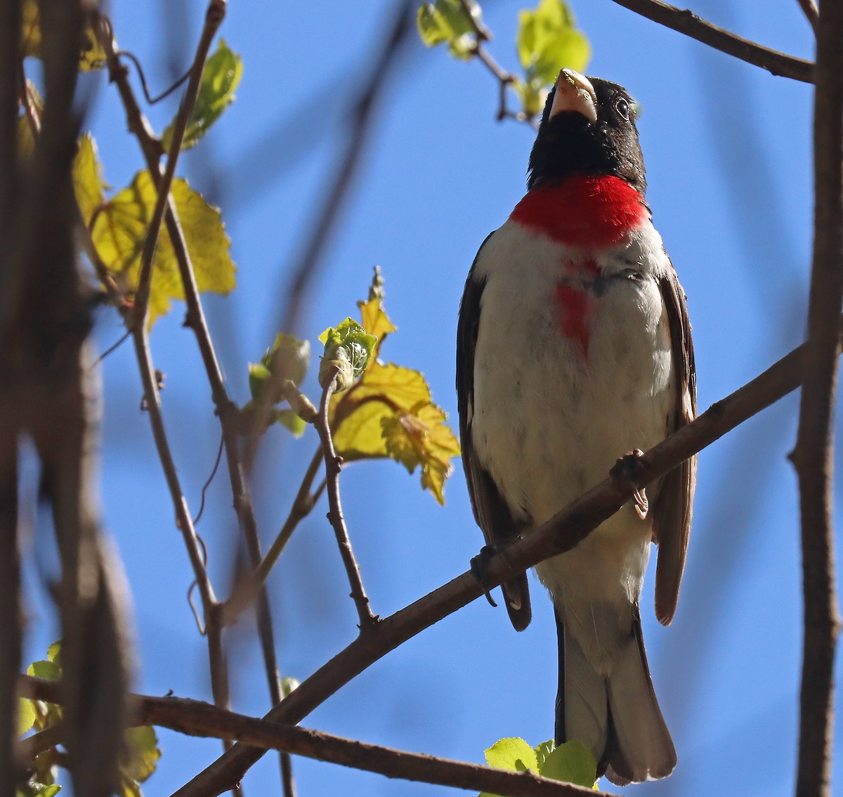 Rose-breasted Grosbeak - ML444559731