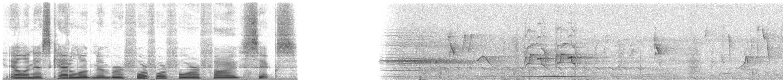 Lawrence's Thrush - ML44456