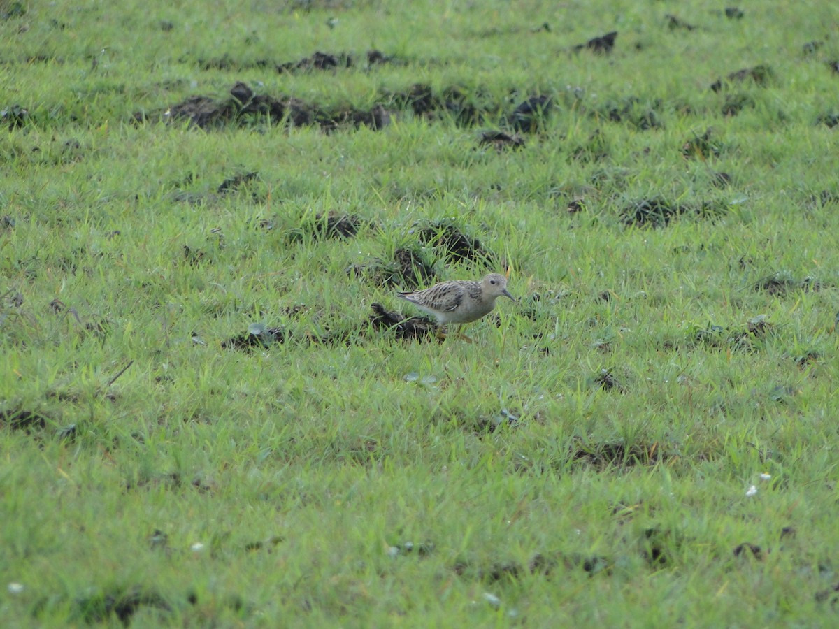 Buff-breasted Sandpiper - ML444560621