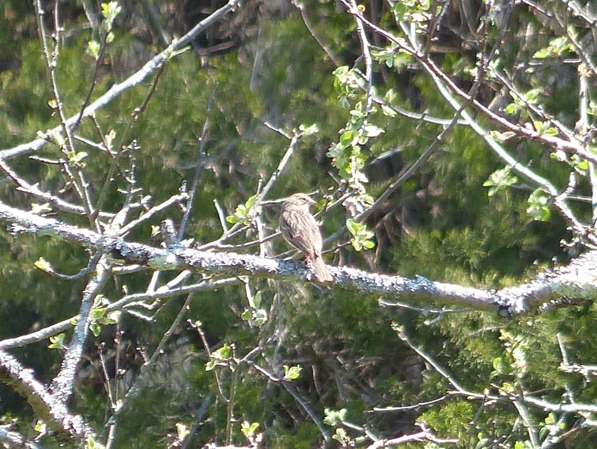 Vesper Sparrow - ML444560741