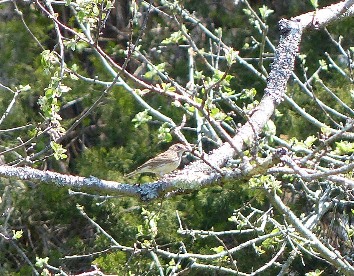 Vesper Sparrow - ML444560751