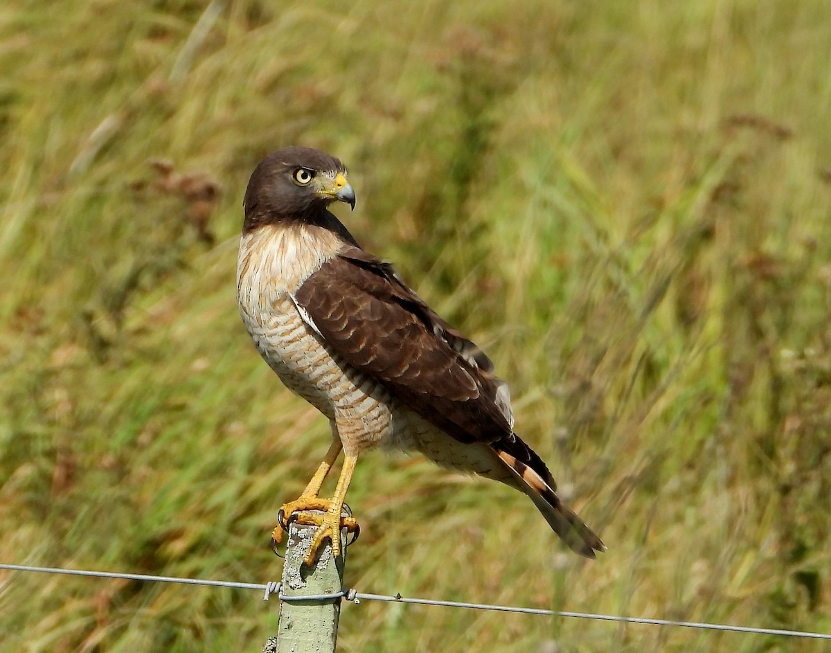 Roadside Hawk - ML444561271