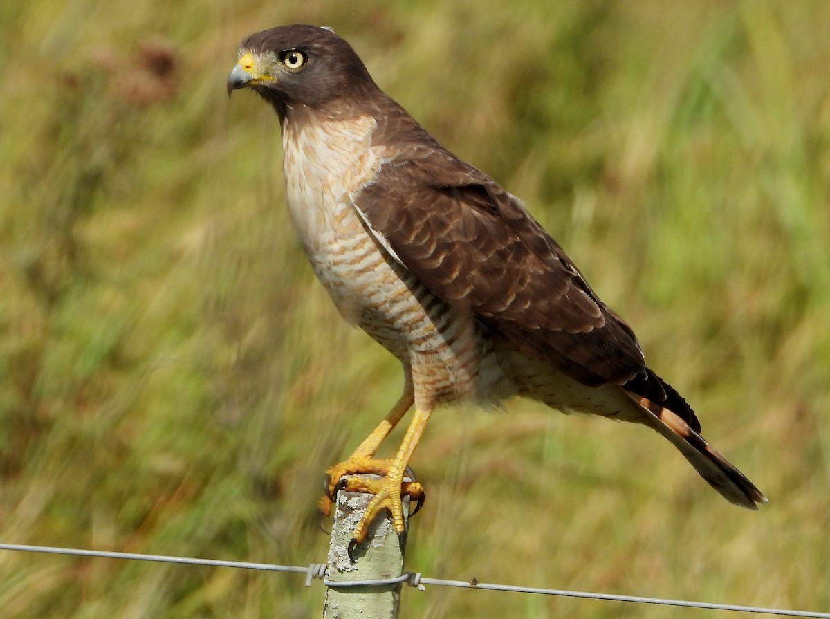 Roadside Hawk - Laura González