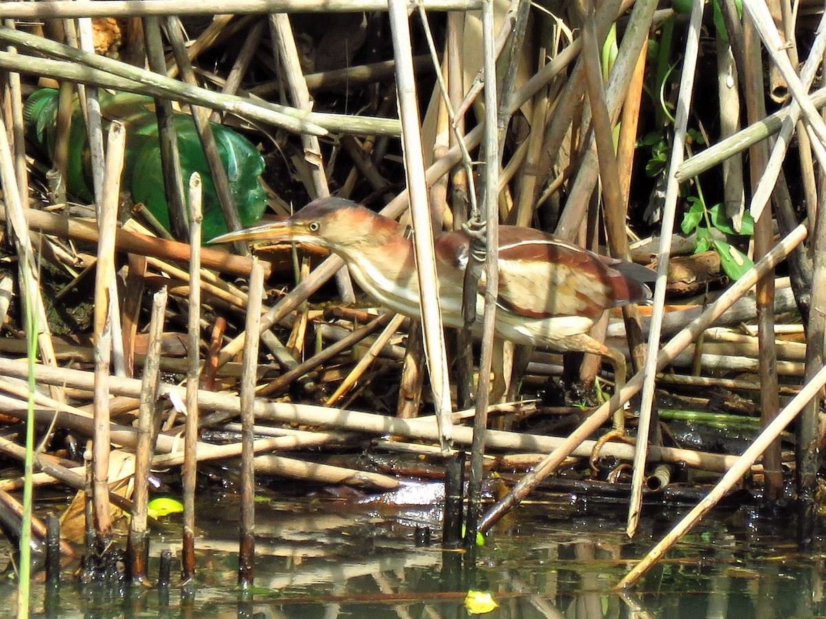 Least Bittern - ML444562061