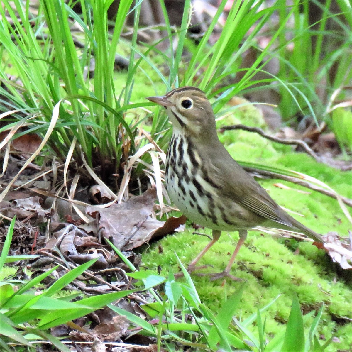 Ovenbird - ML444562391