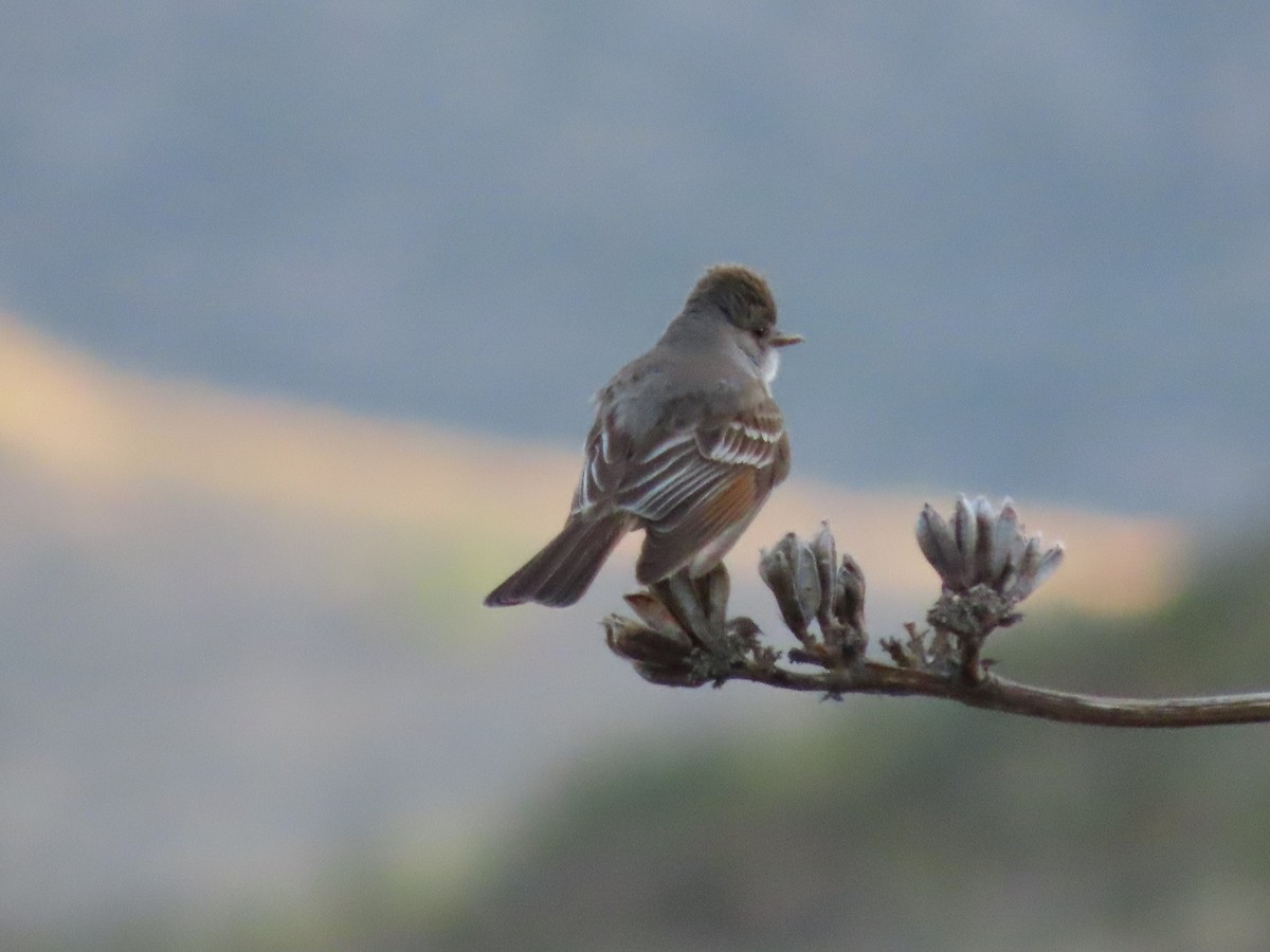 Ash-throated Flycatcher - Anne (Webster) Leight