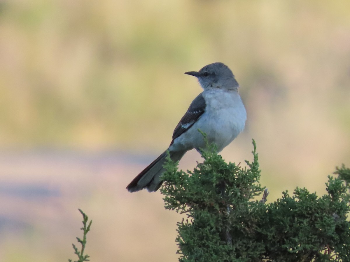 Northern Mockingbird - ML444563511