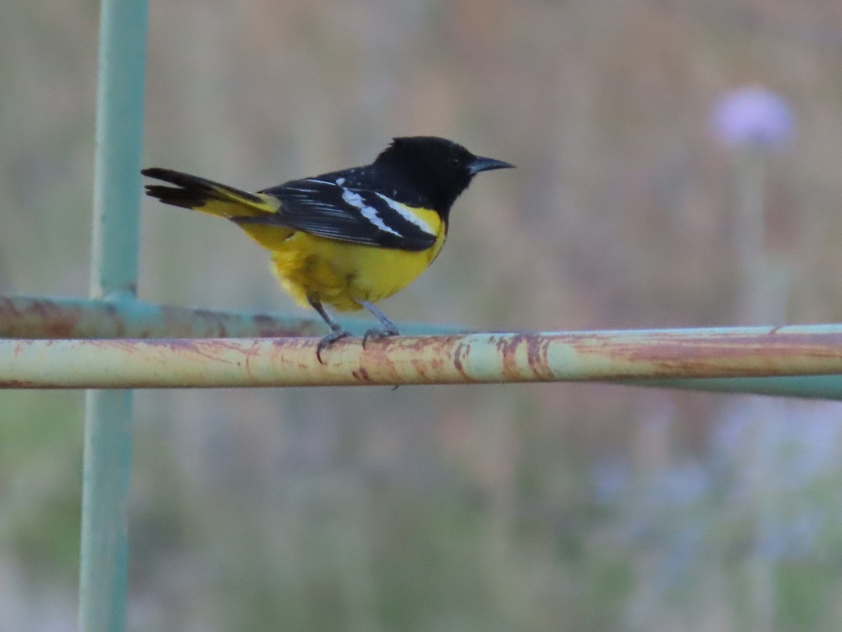 Oriole jaune-verdâtre - ML444563721