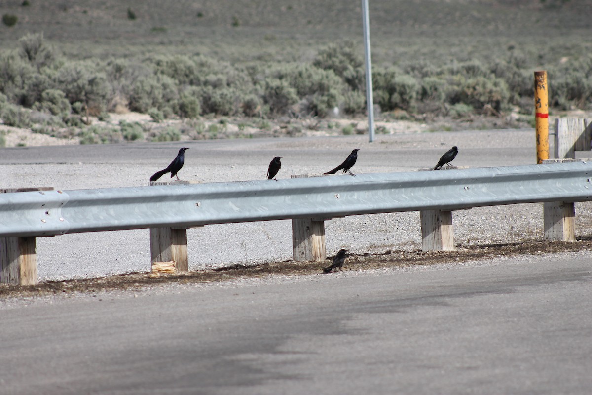 Great-tailed Grackle - Stacy Holt