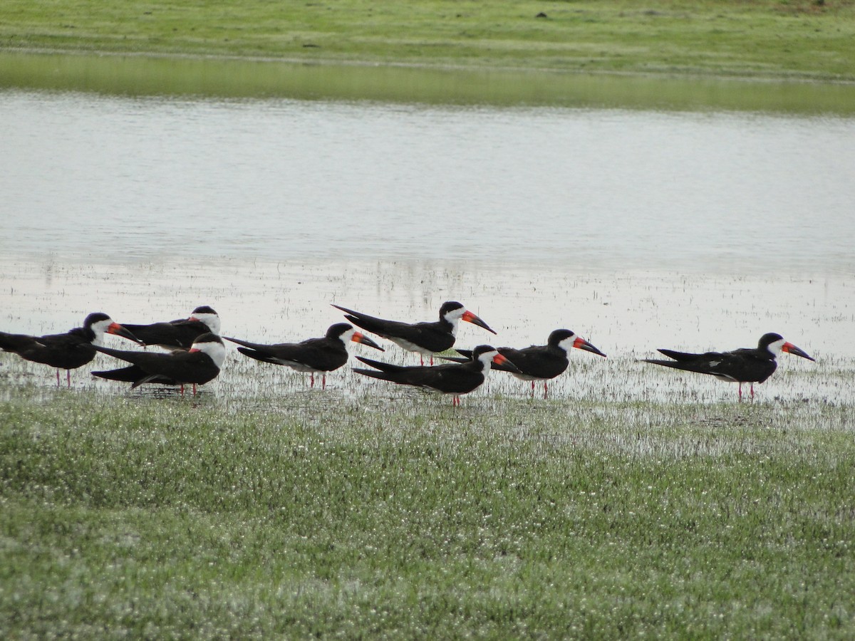 Black Skimmer - ML444564731