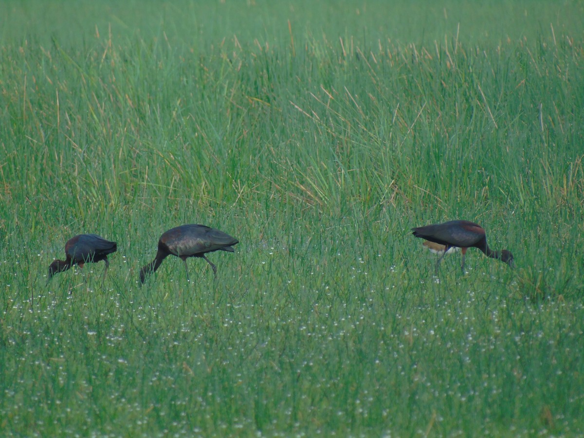 Glossy Ibis - ML444565541