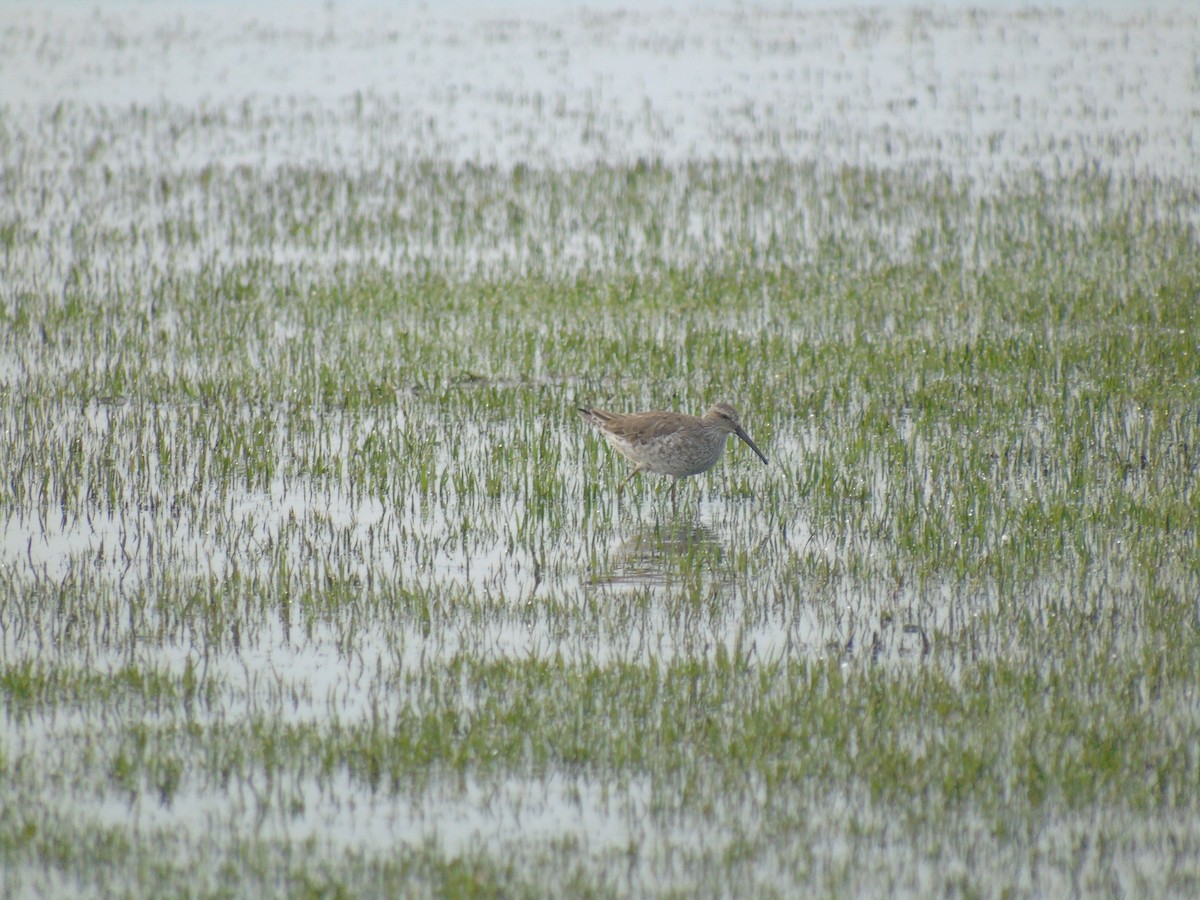 Stilt Sandpiper - ML444565771