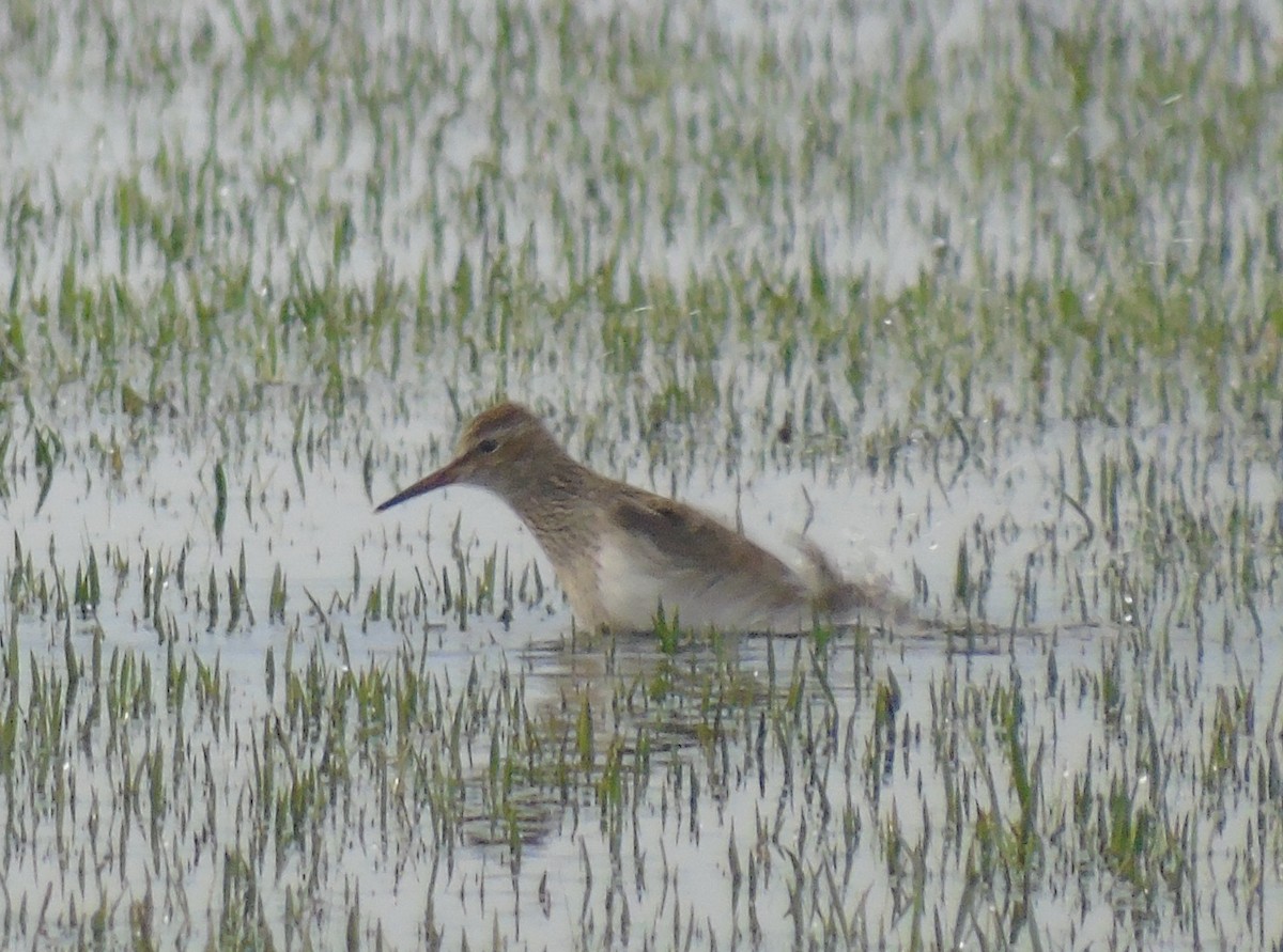 Pectoral Sandpiper - ML444566951