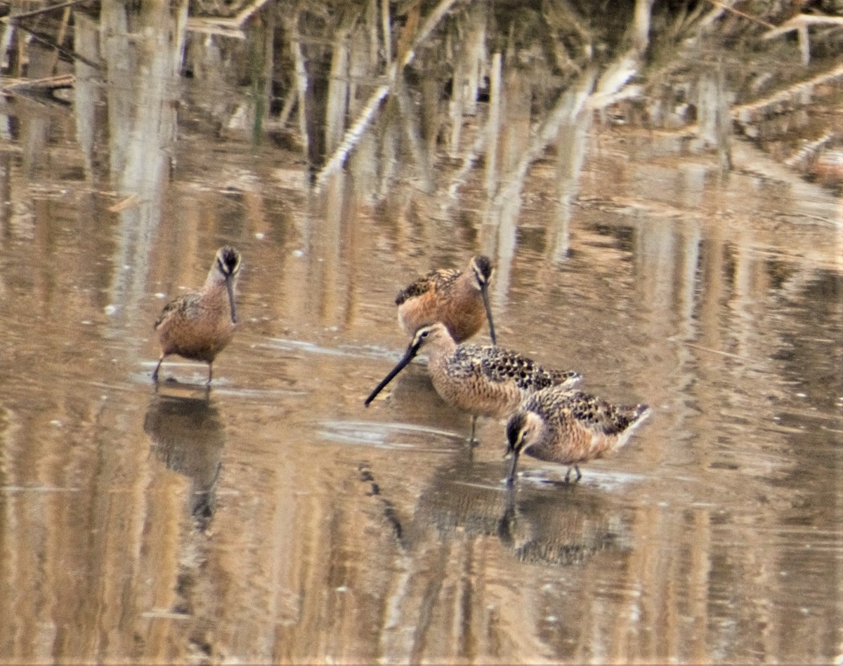 Хараалжин цууцил - ML444568691