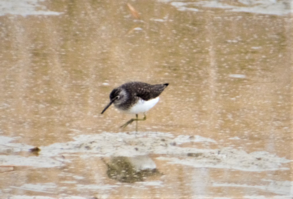Solitary Sandpiper - ML444568781