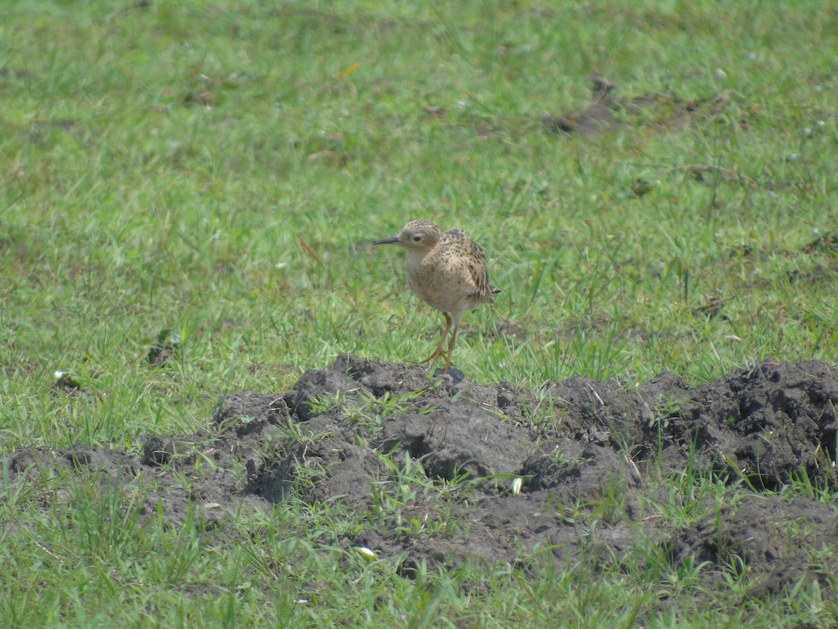 Buff-breasted Sandpiper - ML444568921