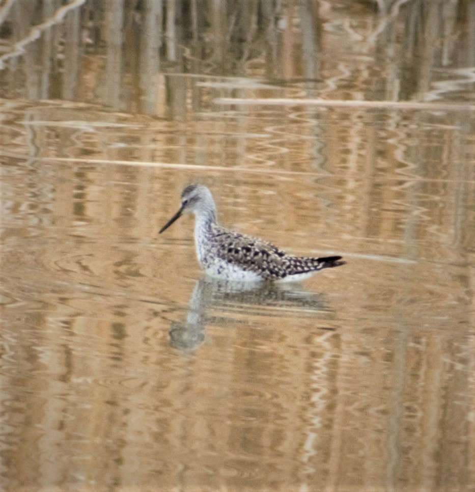Lesser Yellowlegs - ML444568931