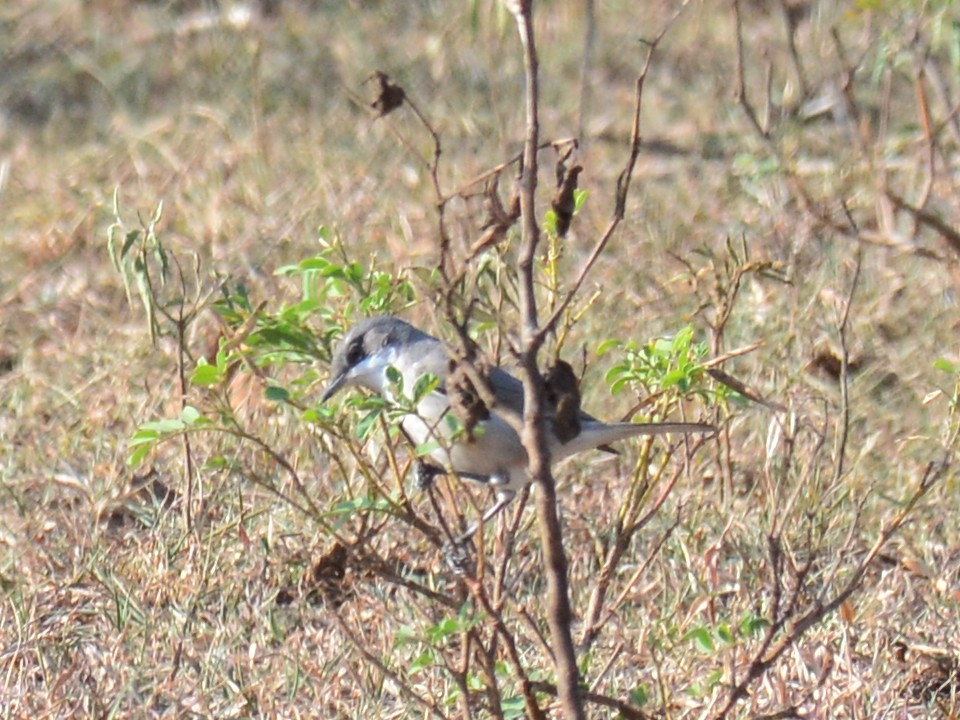 Lesser Whitethroat (Hume's) - ML44457001