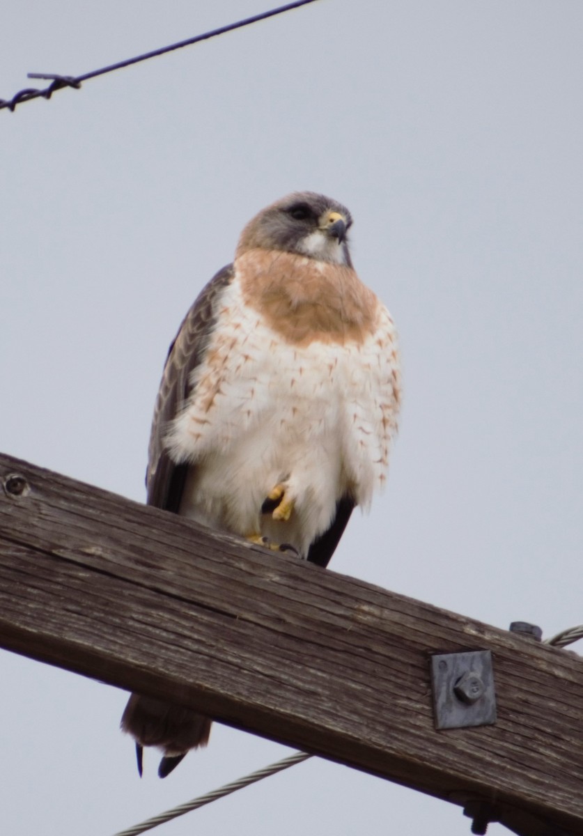 Swainson's Hawk - ML444570401
