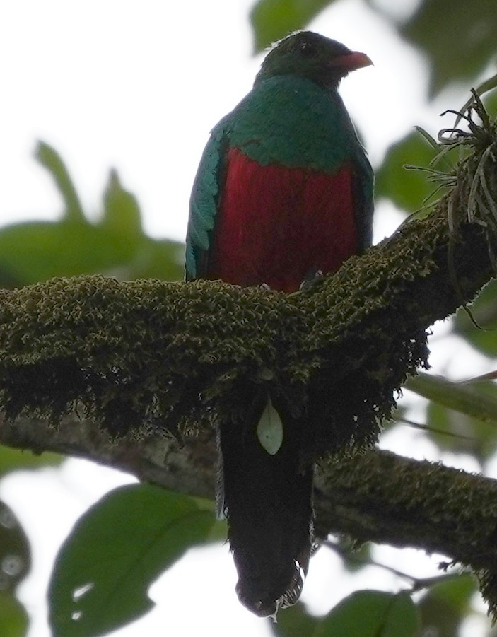 Pavonine Quetzal - Georges Kleinbaum