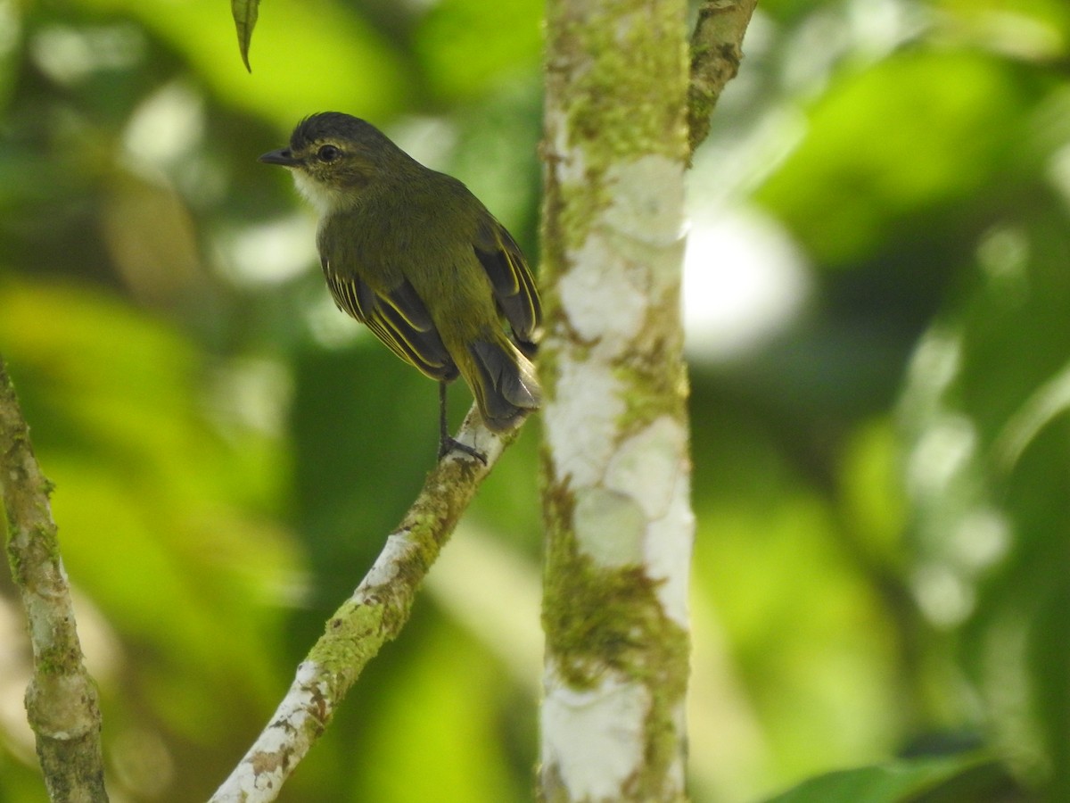 Mistletoe Tyrannulet - ML444572571