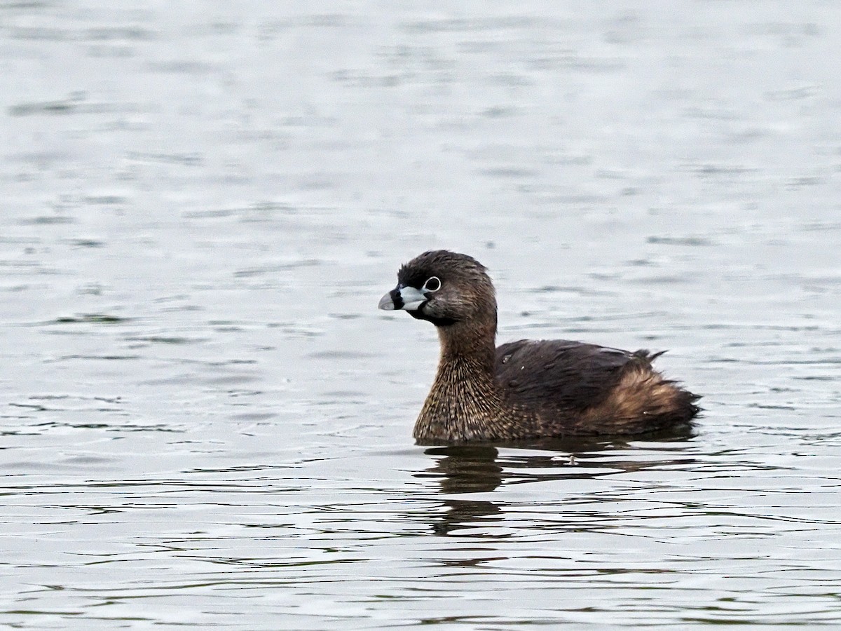 Pied-billed Grebe - ML444573621