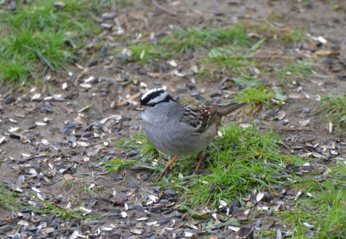 White-crowned Sparrow - ML444575341