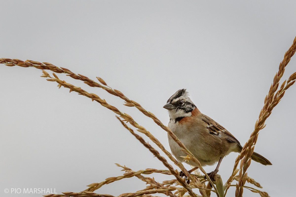 Rufous-collared Sparrow - ML444577401