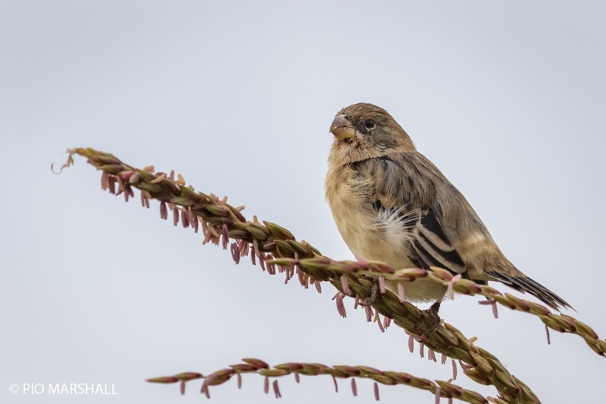 Chestnut-throated Seedeater - ML444577571