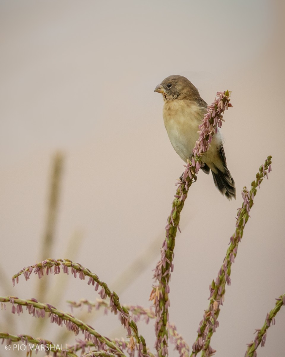 Chestnut-throated Seedeater - Pio Marshall