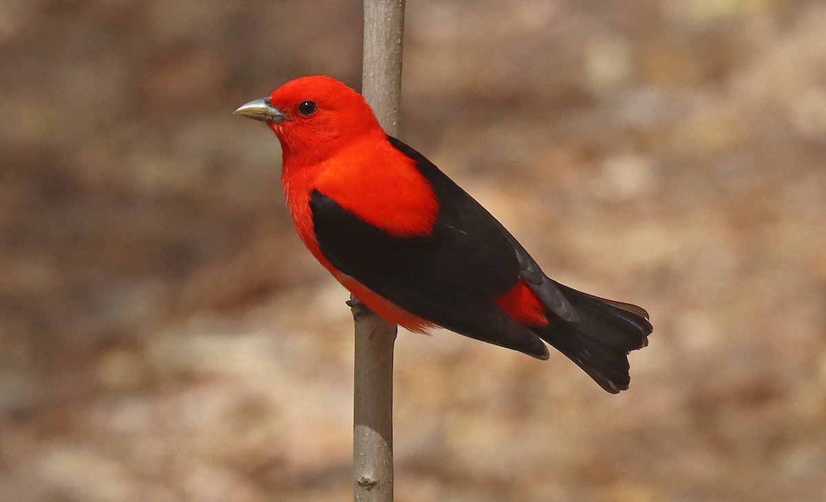 Scarlet Tanager - ML444579011