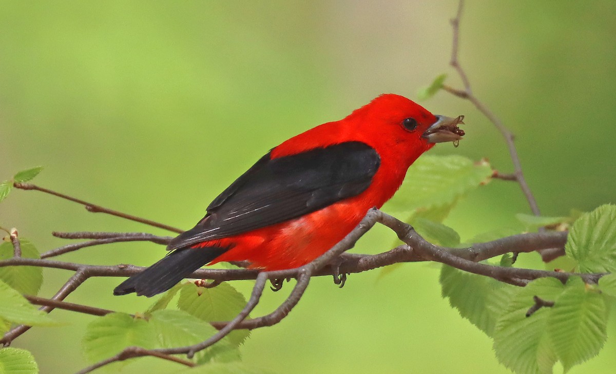 Scarlet Tanager - ML444579021