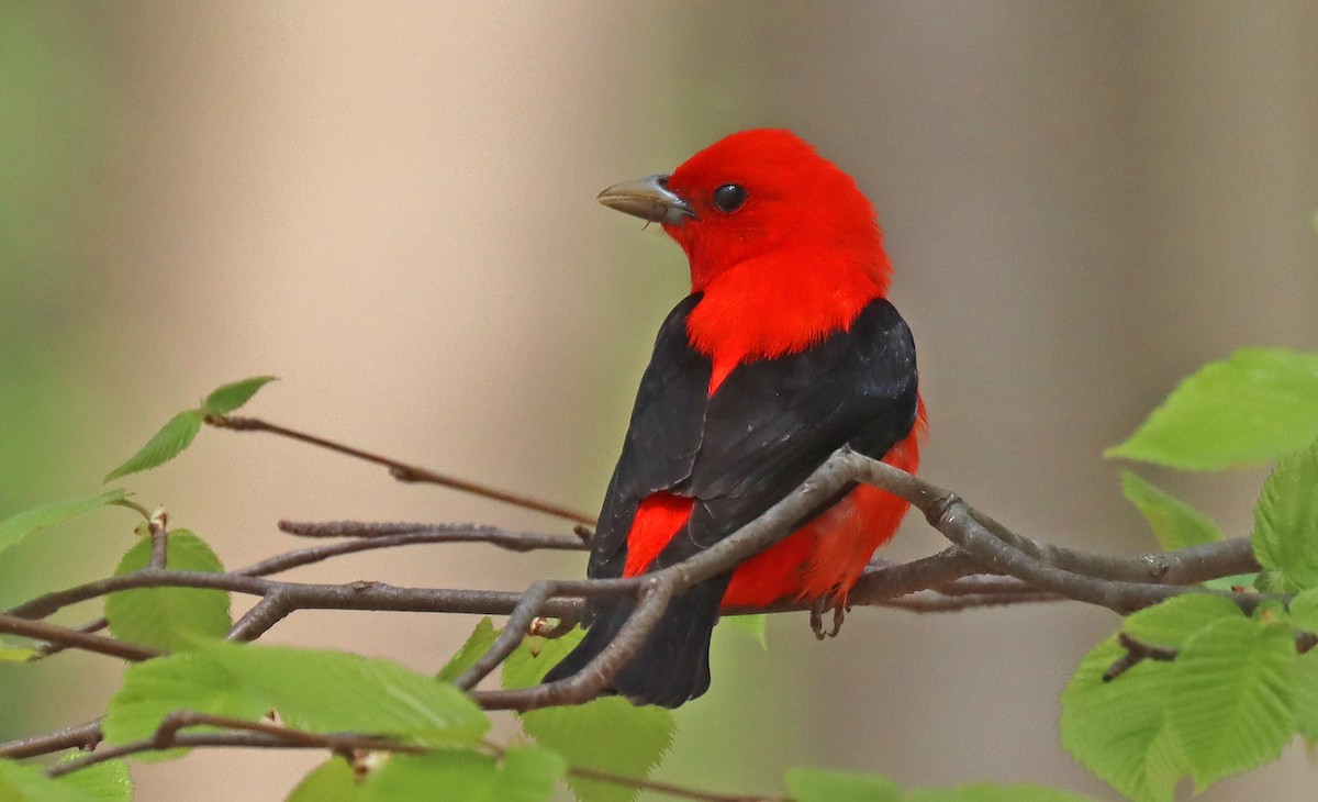 Scarlet Tanager - ML444579031