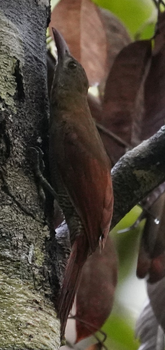 Bar-bellied Woodcreeper - ML444579291