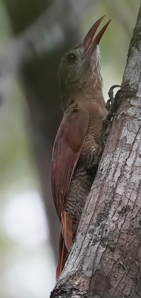 Bar-bellied Woodcreeper - ML444579301