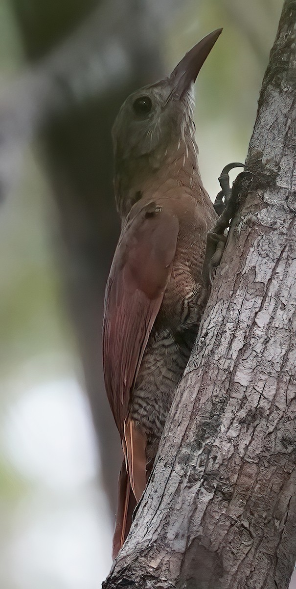 Bar-bellied Woodcreeper - ML444579341