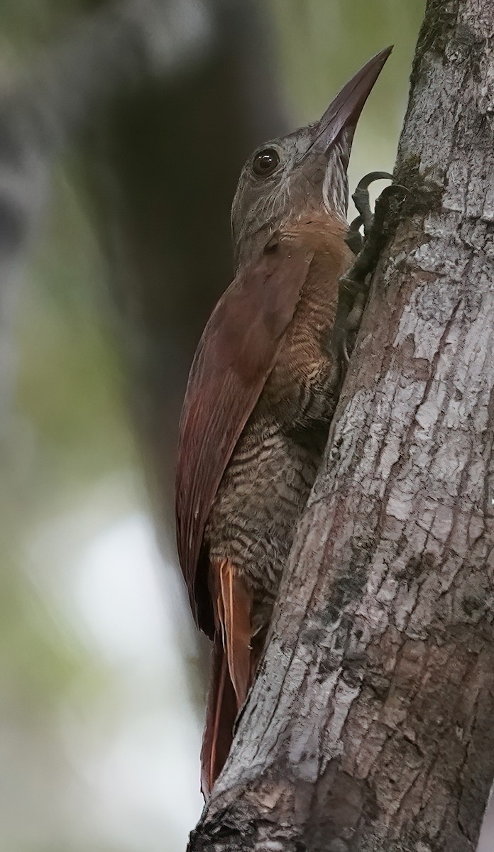 Bar-bellied Woodcreeper - ML444579371