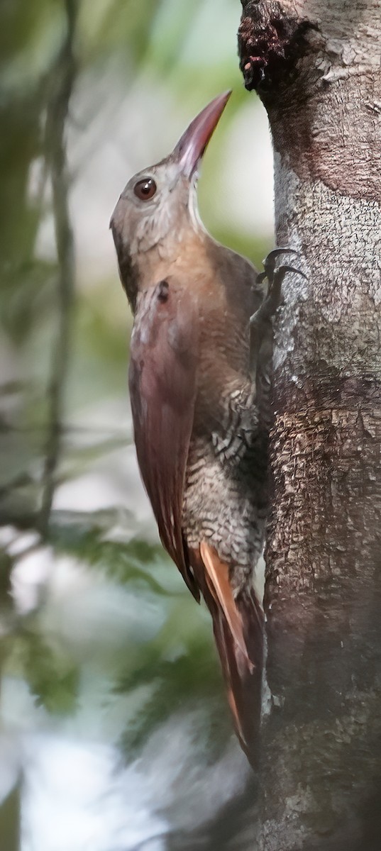 Bar-bellied Woodcreeper - ML444579401