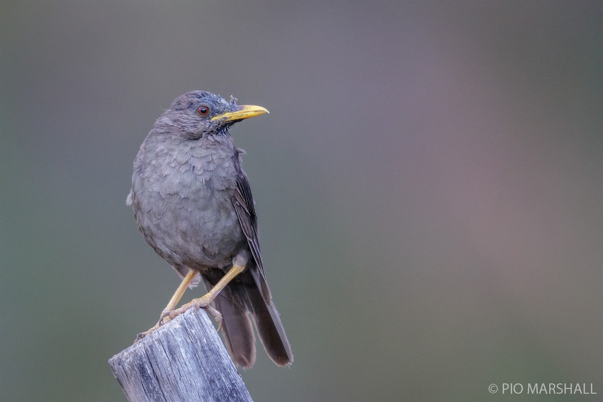 Chiguanco Thrush - ML444579741