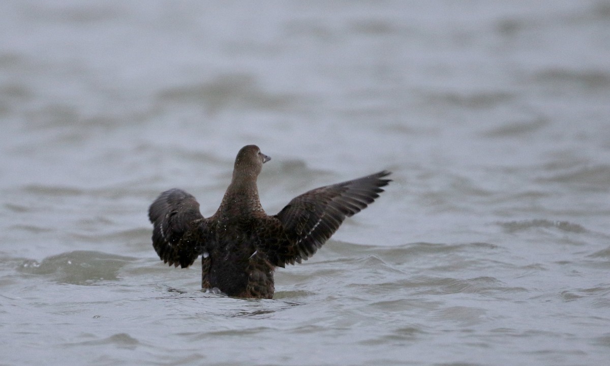 King Eider - ML44458011