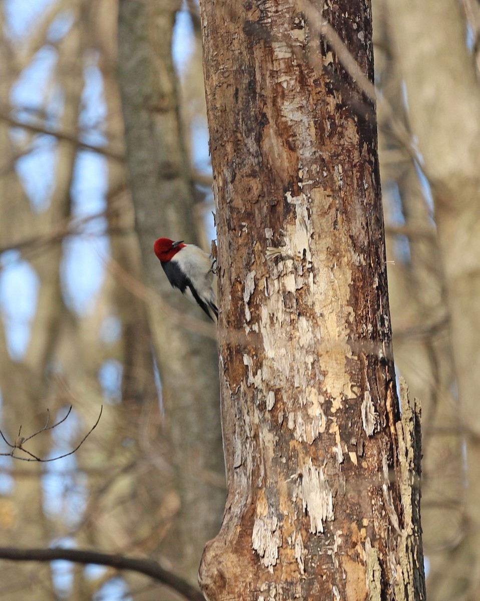 Red-headed Woodpecker - ML444580261