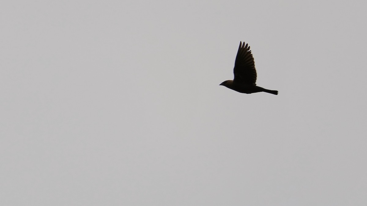 Brown-headed Cowbird - ML444580761