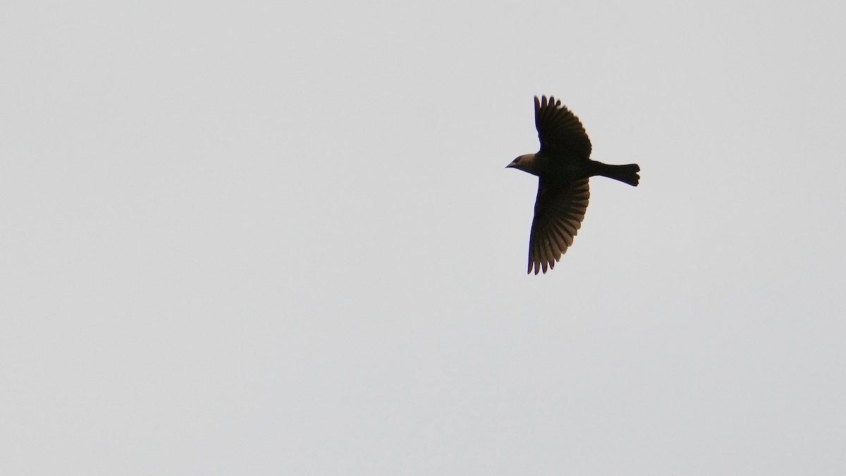 Brown-headed Cowbird - ML444580781