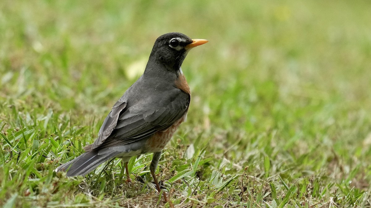 American Robin - Sunil Thirkannad