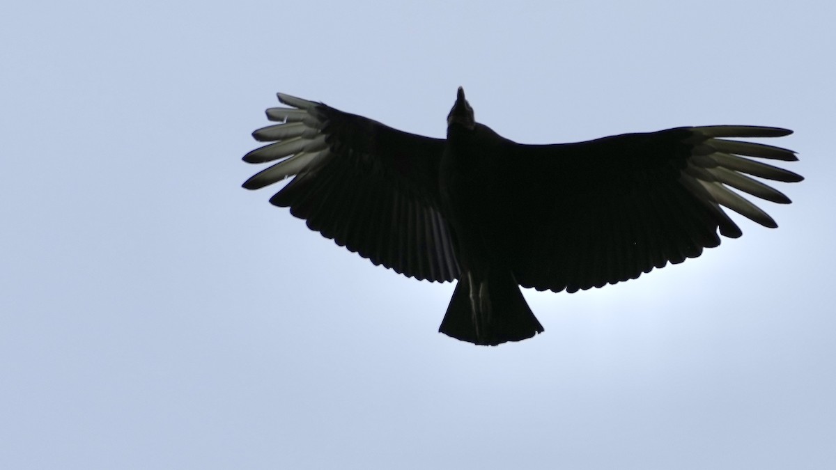 Black Vulture - ML444581301