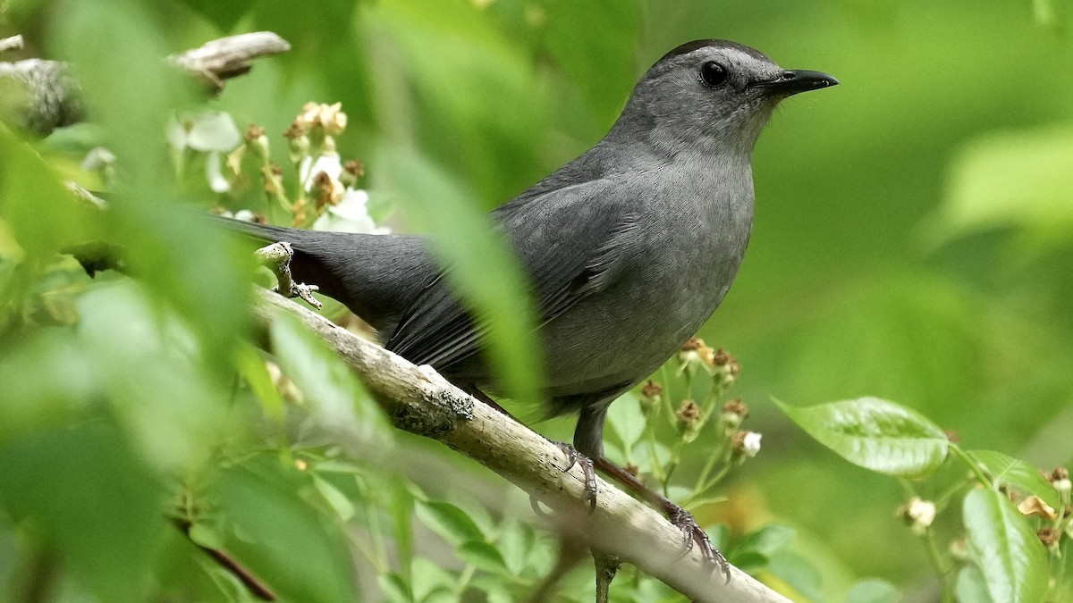 Gray Catbird - ML444581801