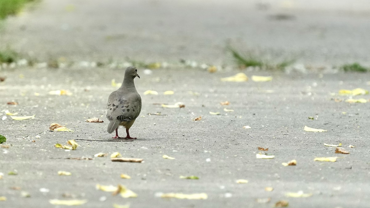 Mourning Dove - ML444582921