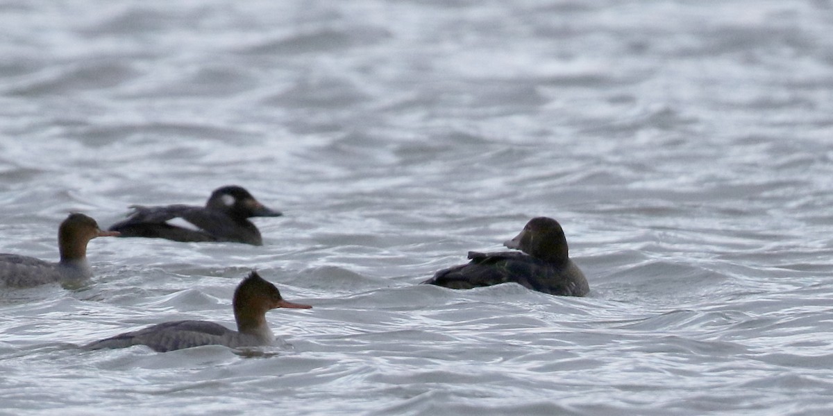 King Eider - ML44458301