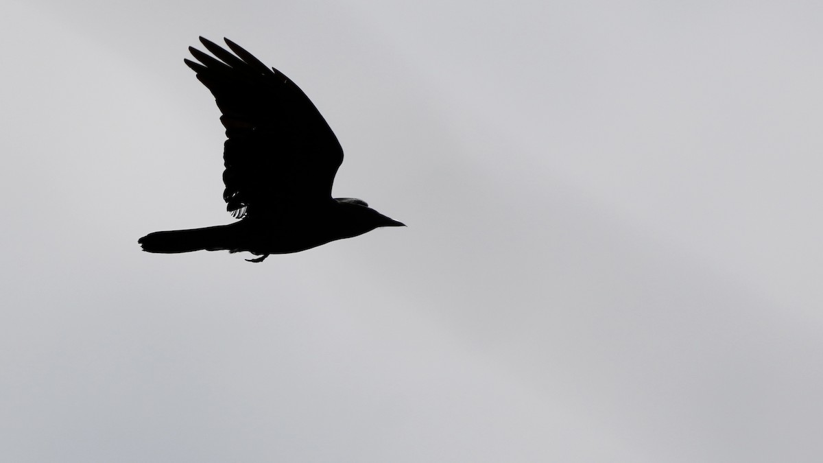 Fish Crow - ML444583531