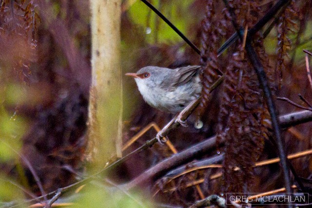 Variegated Fairywren - Greg McLachlan